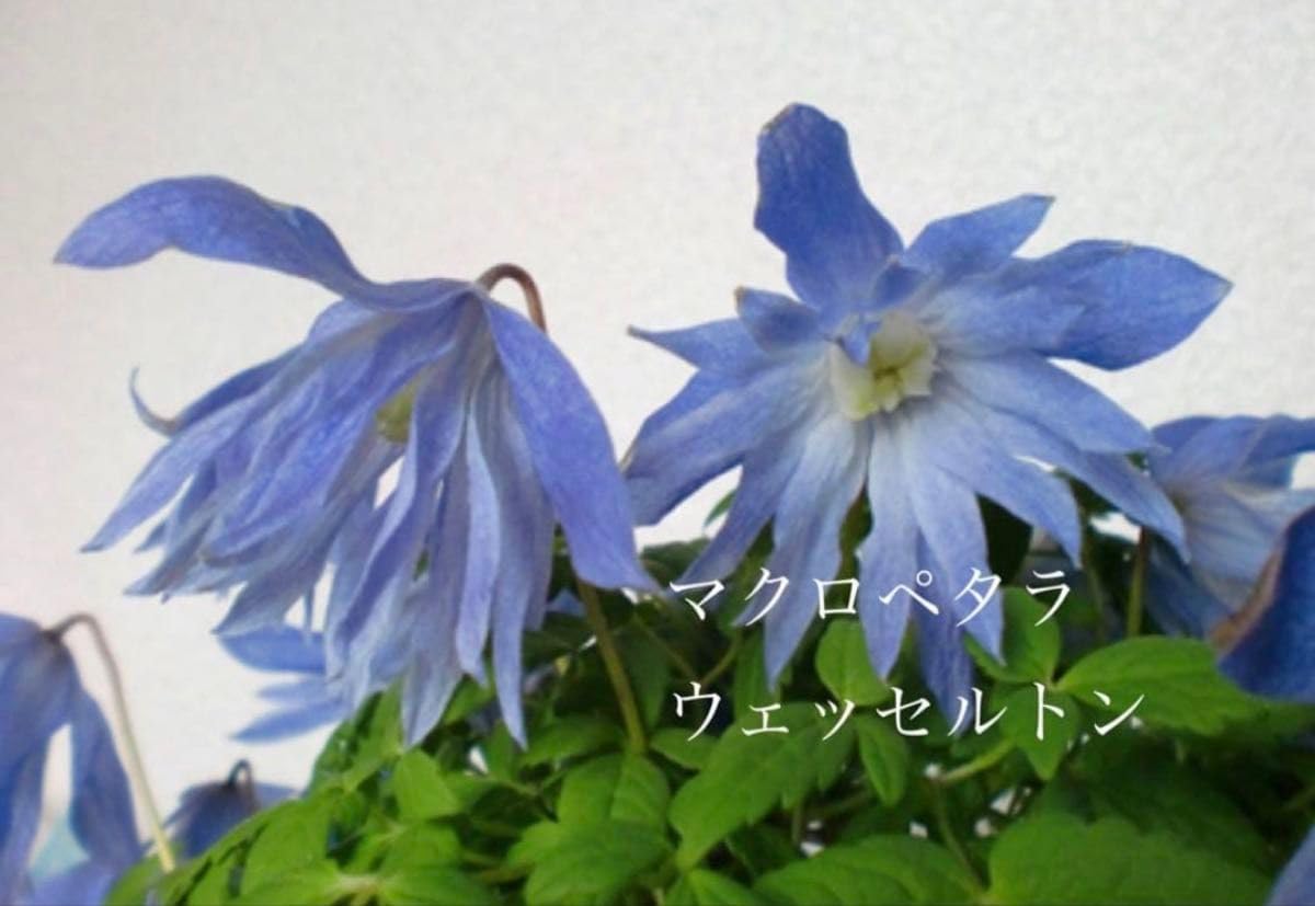 Amazon.co.jp: クレマチス苗《マクロペタラ ウェッセルトン》ラベル