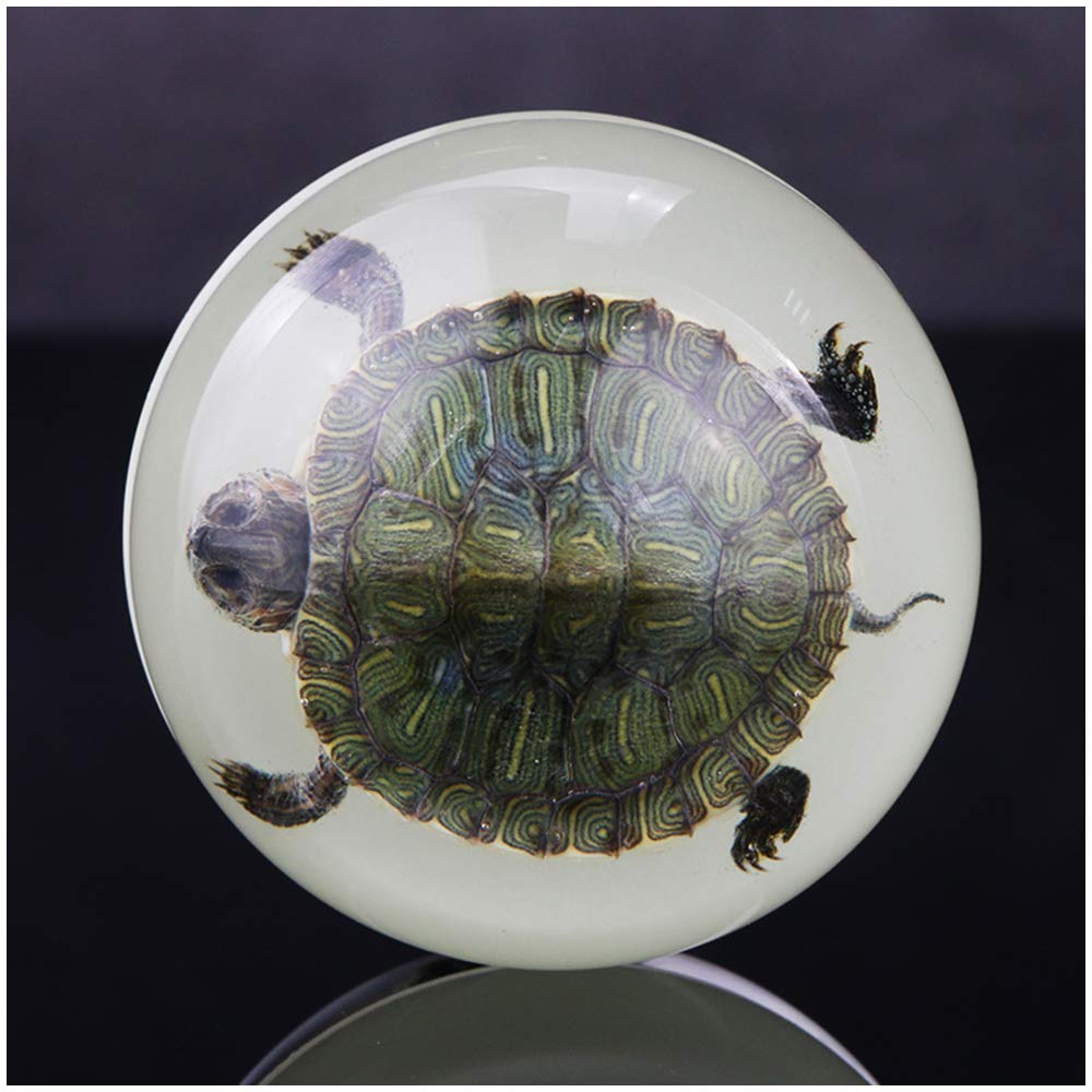 Sjdopulse B Tortoise Specimen - Resin Tortoise Specimen - Embedded Iological Specimens - For Children's Cognitive Education, Science Education, Iological Teaching Model (B)