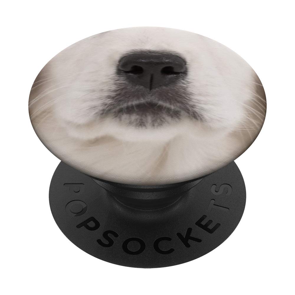 Why Are Dogs Noses Black