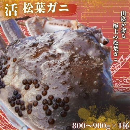 松葉ガニ[活カニ]800g〜900g [先行予約受付中!・11月中旬〜2月中旬頃発送予定][活カニ]松葉蟹 浜茹で 海鮮 蟹味噌 かに味噌 鍋 冷蔵 蟹 かに 新鮮魚介類 水産 食品 人気 旬 プレゼント 贈与 お祝い事 贈り物 贈答品 年末年始 祝辞