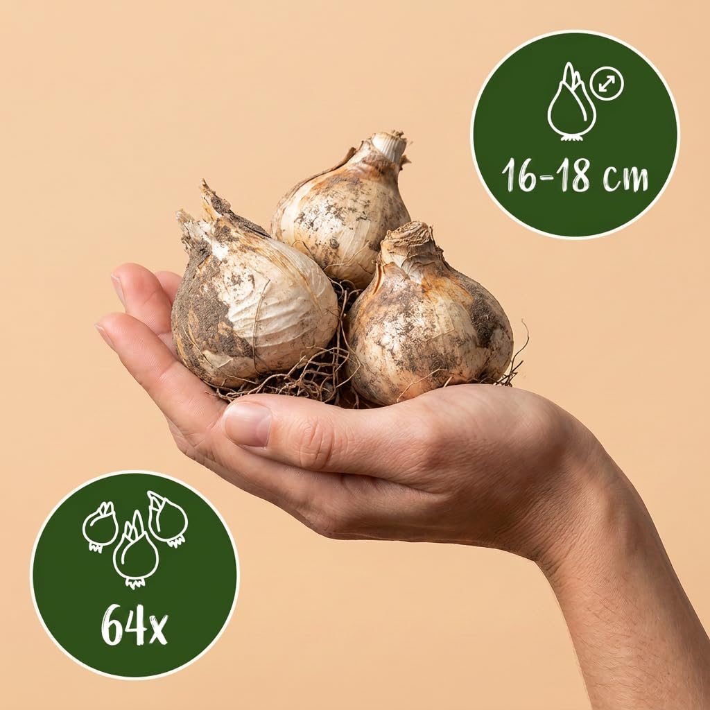 Green boutiQ - 64x Allium Gladiator - Ail ornemental Gladiator - Violet - Floraison estivale - Calibre 16/18