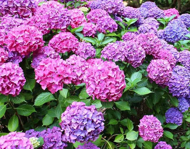 Image of Pink Hydrangea Live Flower Plant with Pot | Decorative Outdoor Flowering Shrub for Home Garden, Balcony & Terrace Gardening