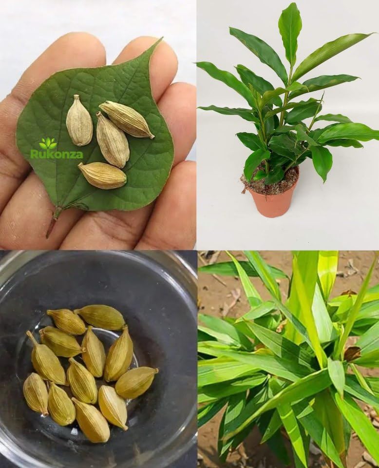 Rukonza Live Kerala Green Cardamom Choti Elaichi Spice Plant For Home Garden Tree With Pot (B0DBZ8Y9G4) Amazon Price History, Amazon Price Tracker