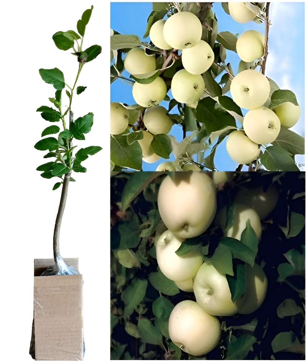 See full amazon price history chart for Oxiflora Rare White Apple Live Plant Hybrid Grafted Original " Special Variety" (Fruit After 1 Year) pack of 1 Oxiflora Rare White Apple Live Plant Hybrid Grafted Original " Special Variety" (Fruit After 1 Year) pack of 1 (B0CR1KZSZT) Amazon Price History, Amazon Price Tracker
