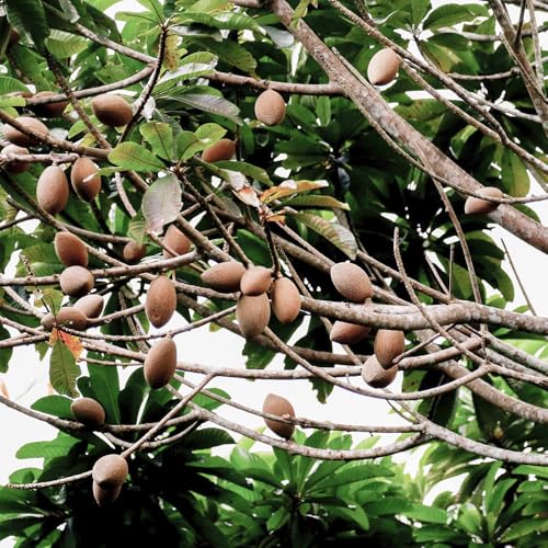 Relaxcation Pure Mamey Sapote Oil – Cold Pressed & Unrefined Natural Oil from Latin America | Smooth Plant Botanical for Silky Hair, Soft Skin & Everyday Botanical Blends (1 oz)