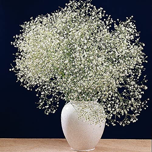 SRI SAI FORESTRY White Gypsophila Paniculata Seeds Baby’S Breath Seeds - 100 Seeds - Snow Flakes (B0C4VX2WW6) Amazon Price History, Amazon Price Tracker