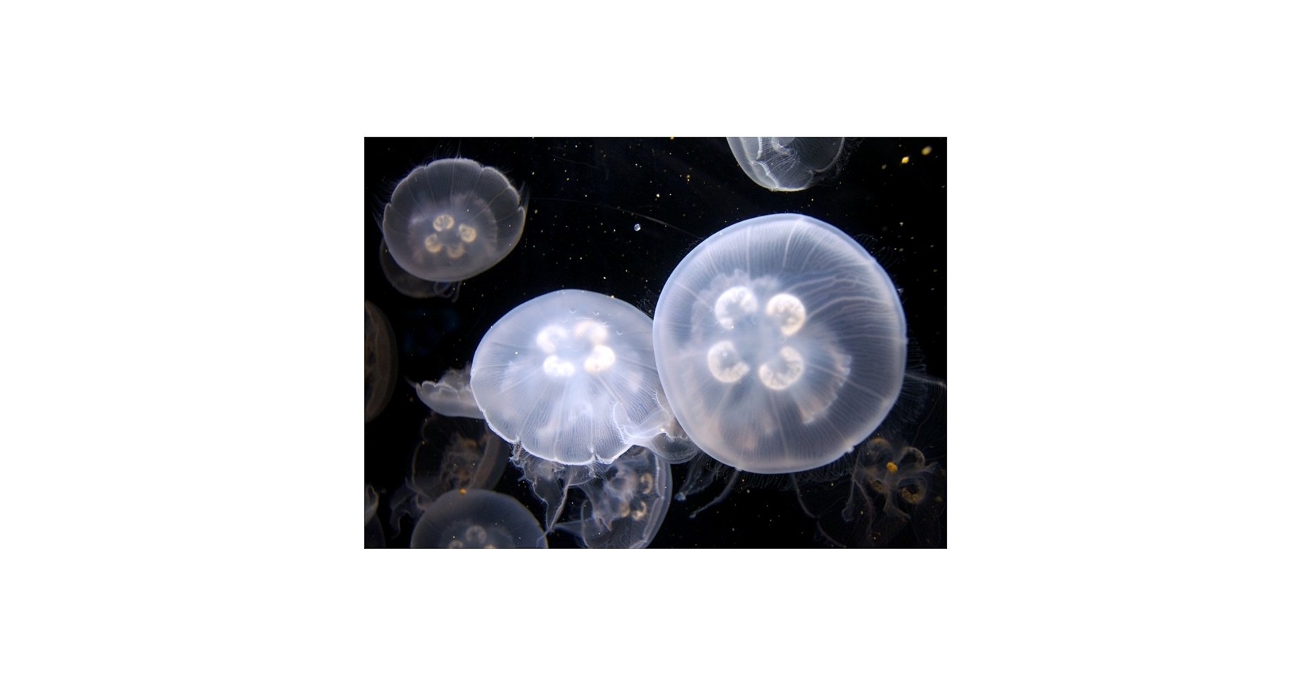 くらげ　1001☆ クラゲ-Bluetoothスピーカー、ポータブル、ワイヤレス、カラフル