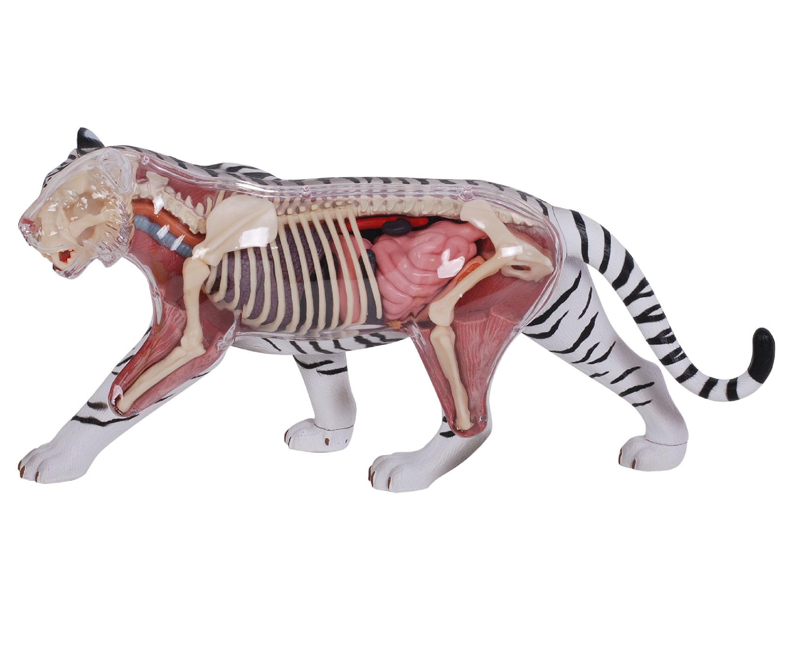 Model anatomiczny tygrysa 4D Vision z 28 w pełni odłączalnymi organami i częściami ciała, trójwymiarowy model anatomiczny białego tygrysa, model okazu szkieletu
