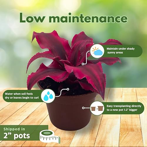 Miniatura 4 de BubbleBlooms Surtido de Cryptanthus bivittatus, juego de bromelia Earth Star, 3 suculentas diferentes