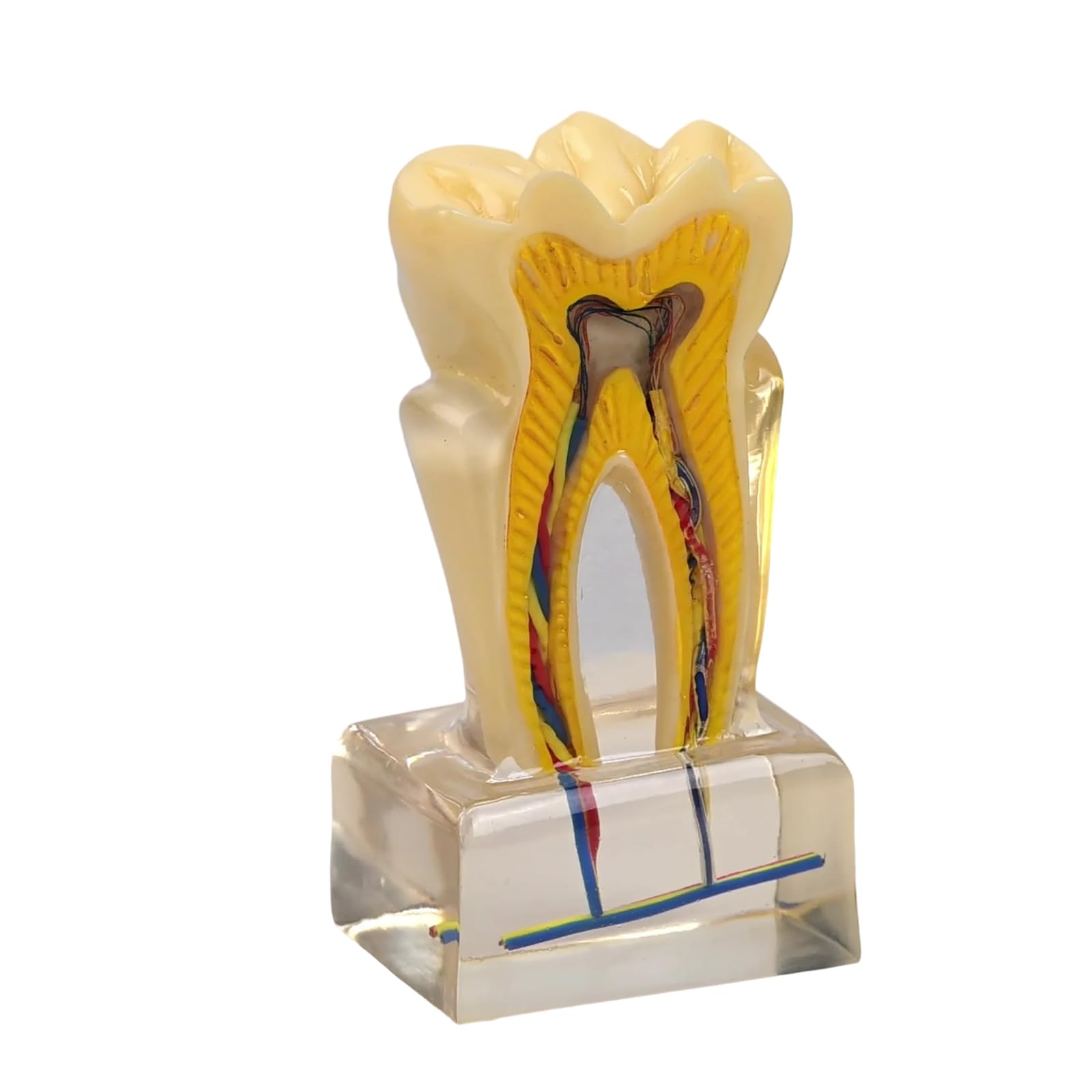 Modello anatomico U6X in PVC trasparente