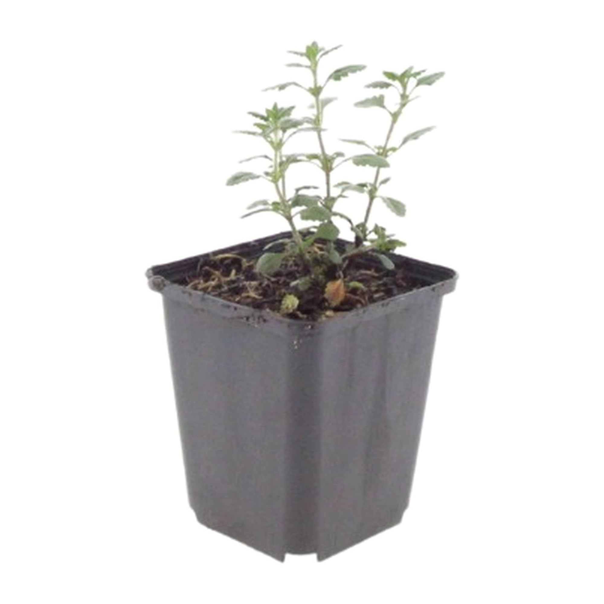 Teucrium Lucidrys con Foglie Lucide, per Siepi Basse, Verde, Set da 6