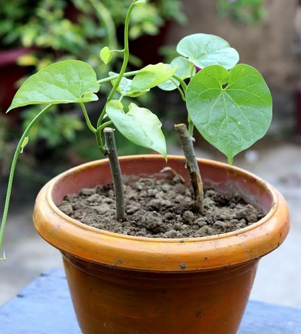 Creative Farmer Giloy Tinospora Cordifolia Plant For Home Decoration Healthy Live (Healthy Live Plant) (B09SD32V8Y) Amazon Price History, Amazon Price Tracker