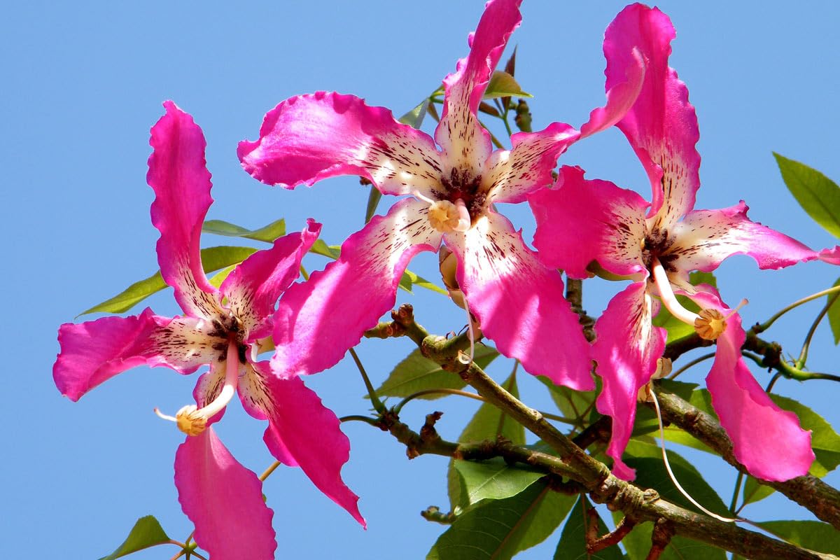 Pianta di Ceiba Speciosa, Albero Bottiglia, Bottle tree. H140cm, vaso 18 (Chorisia speciosa), tronco senza spine.
