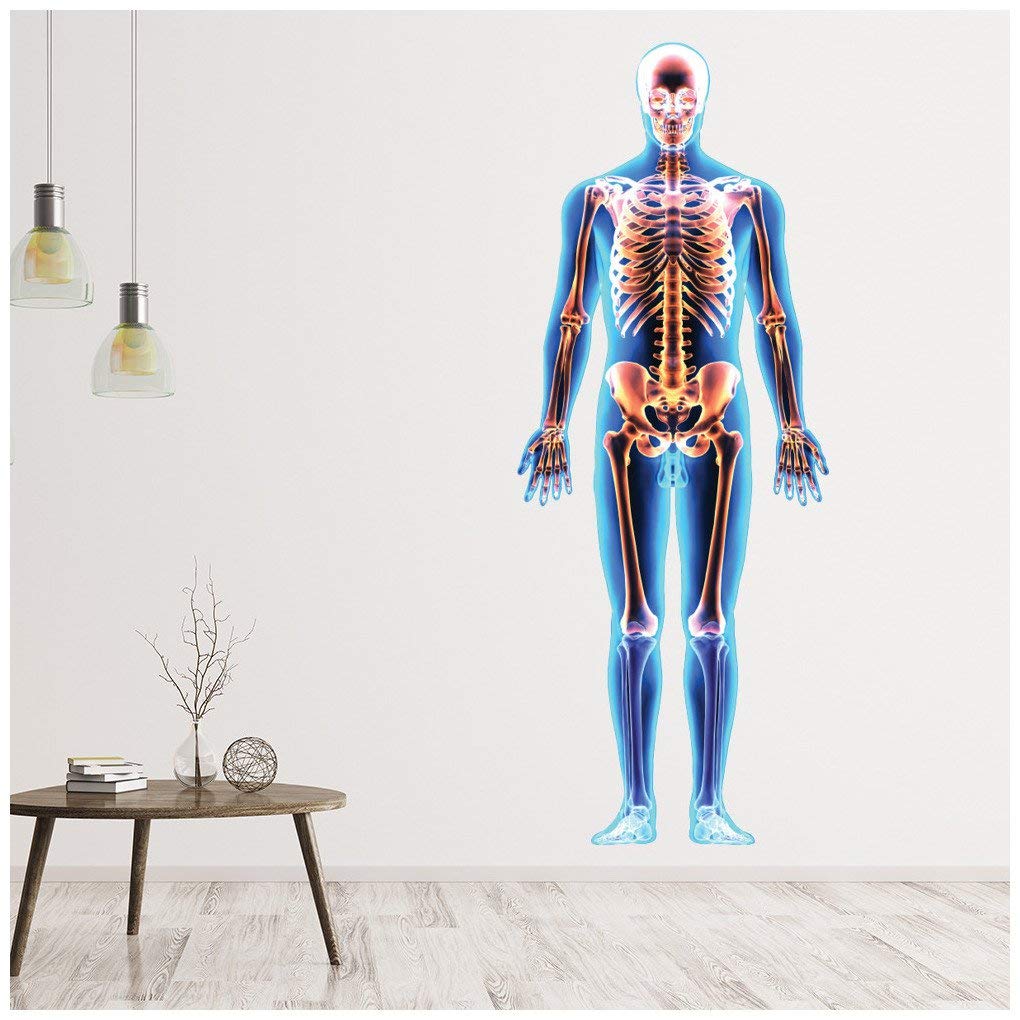 azutura Human Skeleton Biology Science Wall Sticker available in 8 Sizes Digital
