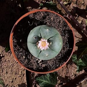 Neusius Pflanzenlicht Lophophora williamsii Peyote 4,5cm