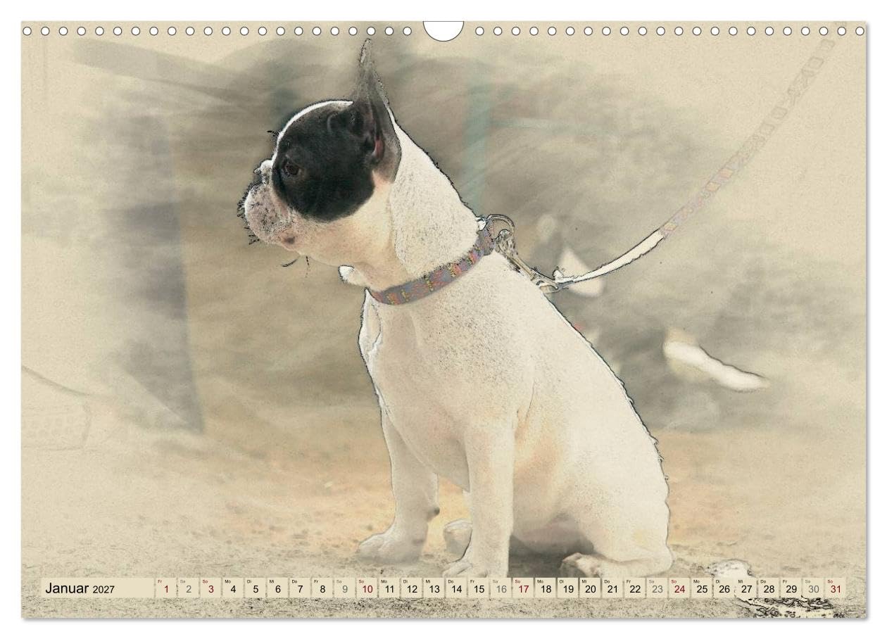 CALVENDO - Französische Bulldoggen 2027 (Wandkalender 2027 DIN A3 quer), Monatskalender: Französische Bulldoggen im kunstvollen Aquarell-Stil. Wer außergewöhnliche Bilder liebt, wird in diesem Kalende