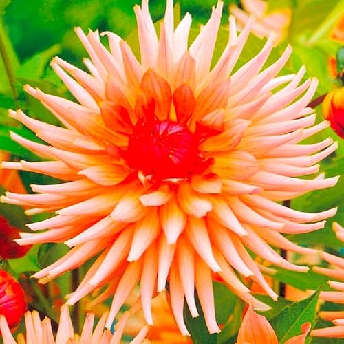 Miniatura 4 de Needle Cactus Dalia Seed Mix 50 semillas sin OMG para plantar