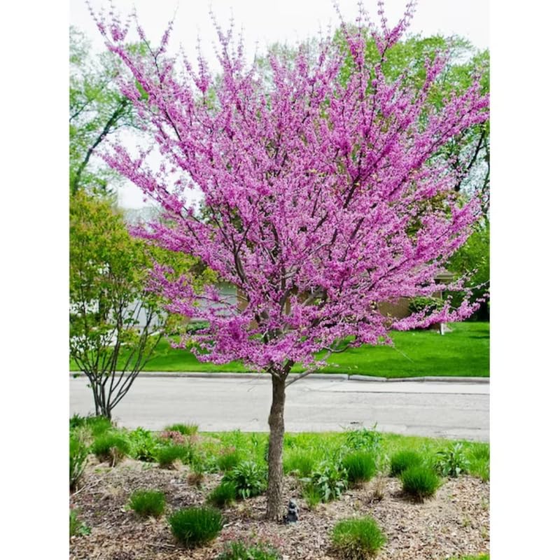 Dormant Redbud Plant Live Trees Outside, 2-3 Ft Redbud Trees Live Plants, Early Spring Blooms, Purple Flowers Bloom, Red Bud Tree for Planting