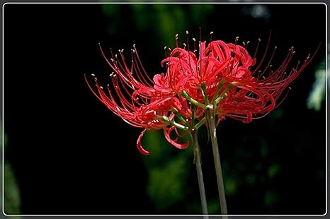 Amazon 青い彼岸花 信頼できる売り手 販売 リコリス 植物 バルブオブザイヤー 4 球根 Ssss 花