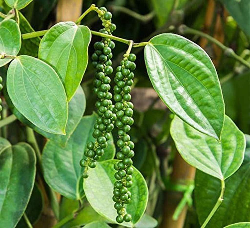 Creative Farmer Live Plant Black Pepper Spice (Piper Nigrum) Herb Medicinal (1 Live …Herbal Plant)