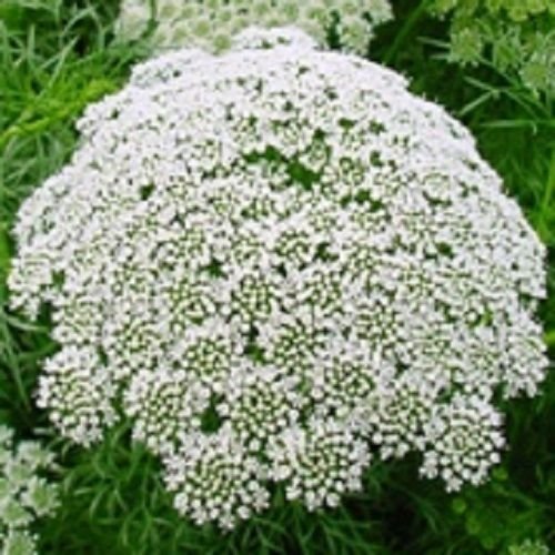 See full amazon price history chart for Garden 50+seeds pack AMMI QUEEN ANNES LACE FLOWER SEEDS LONG LASTING ANNUAL Garden 50+seeds pack AMMI QUEEN ANNES LACE FLOWER SEEDS LONG LASTING ANNUAL (B073J39HG4) Amazon Price History, Amazon Price Tracker