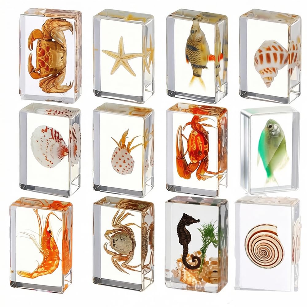 Océano Animal Insecto en Resina Especimenes Bichos Colección Pisapapeles Kit de Bichos Verdaderos Preservados en Resina Suministros Exhibición Educativa Científica