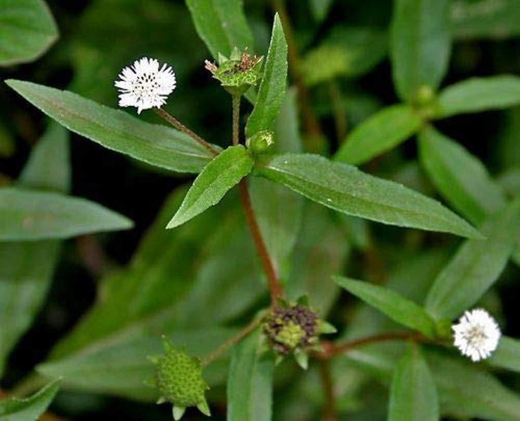 Creative Farmer Live Bhringraj/Eclipta Alba/Bhangra/False Daisy Medicinal Plant (B08Q8GSYWZ) Amazon Price History, Amazon Price Tracker