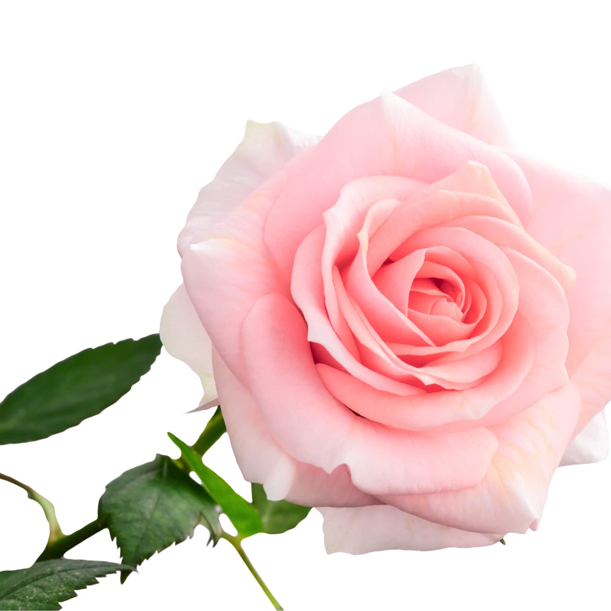 Climbing Rose Plants, 'Compassion', Full Plants in 4 Litre Pots, Rose Bush, Garden Roses, Garden Ready and Ready to Plant, Premium Quality Roses (1)