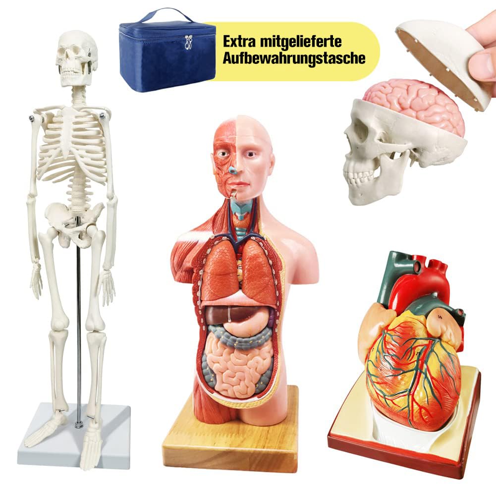 Modello di anatomia, torso, scheletro cuore, mezza misura cranio con cervello, set di 4 mani su strumenti di studio 3D per gli studenti di medicina, kit didattico