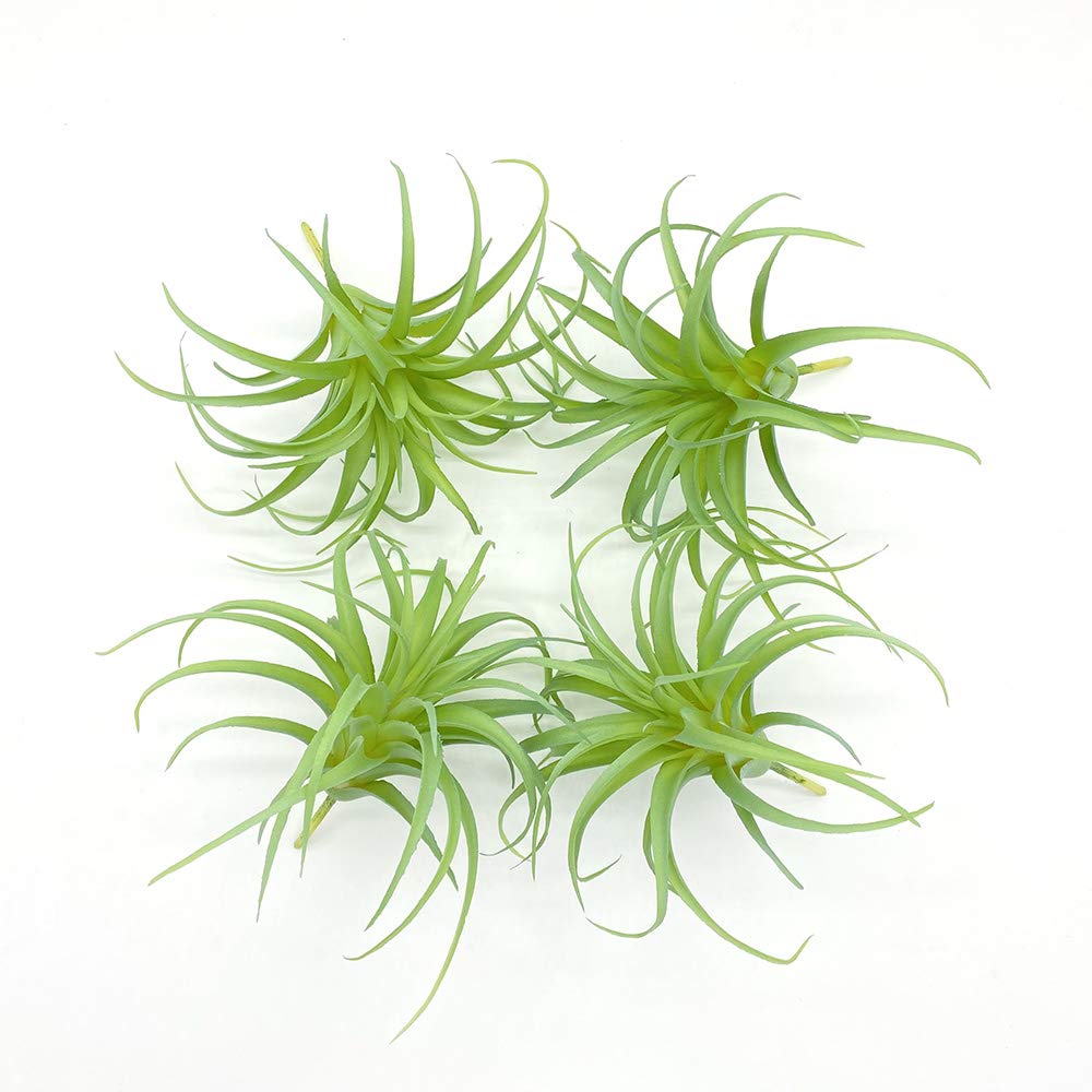 ブロメリア・エアープランツ Tillandsia 'Succulent Form' x Nizanda Air Plants - How to Care for Tillandsia Air Plants – Air