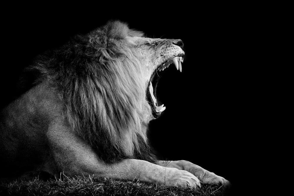 Wallmonkeys WM359176 Lion on Dark Background Peel and Stick Wall Decals, 72" W x 48" H-Colossal
