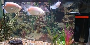 Review Image by Ken in Annapolis, Maryland Ken in Annapolis, Maryland