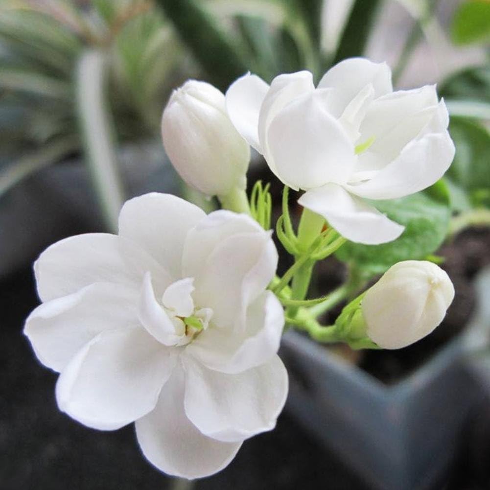 Taloyer 20pcs Climbing Jasmine Flower Seeds Light Fragrant Garden Flower Plants Decor