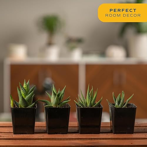 Miniatura 2 de Plantas vivas HAWORTHIA de Costa Farms, Haworthia