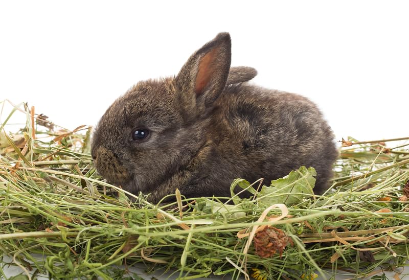 CZ Grain Alfalfa Natural Timothy Hay para Conejos y Cobayos (8 lbs) miniatura 4