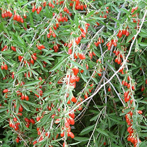 Goji Berry 50 Seeds - Lycium Chinense/Lycium Barbarum, Chinese Wolfberry Plant, Perennial Non Gmo Super Fruit, Easy To Grow Goji Berries Seeds For Planting #TOP2