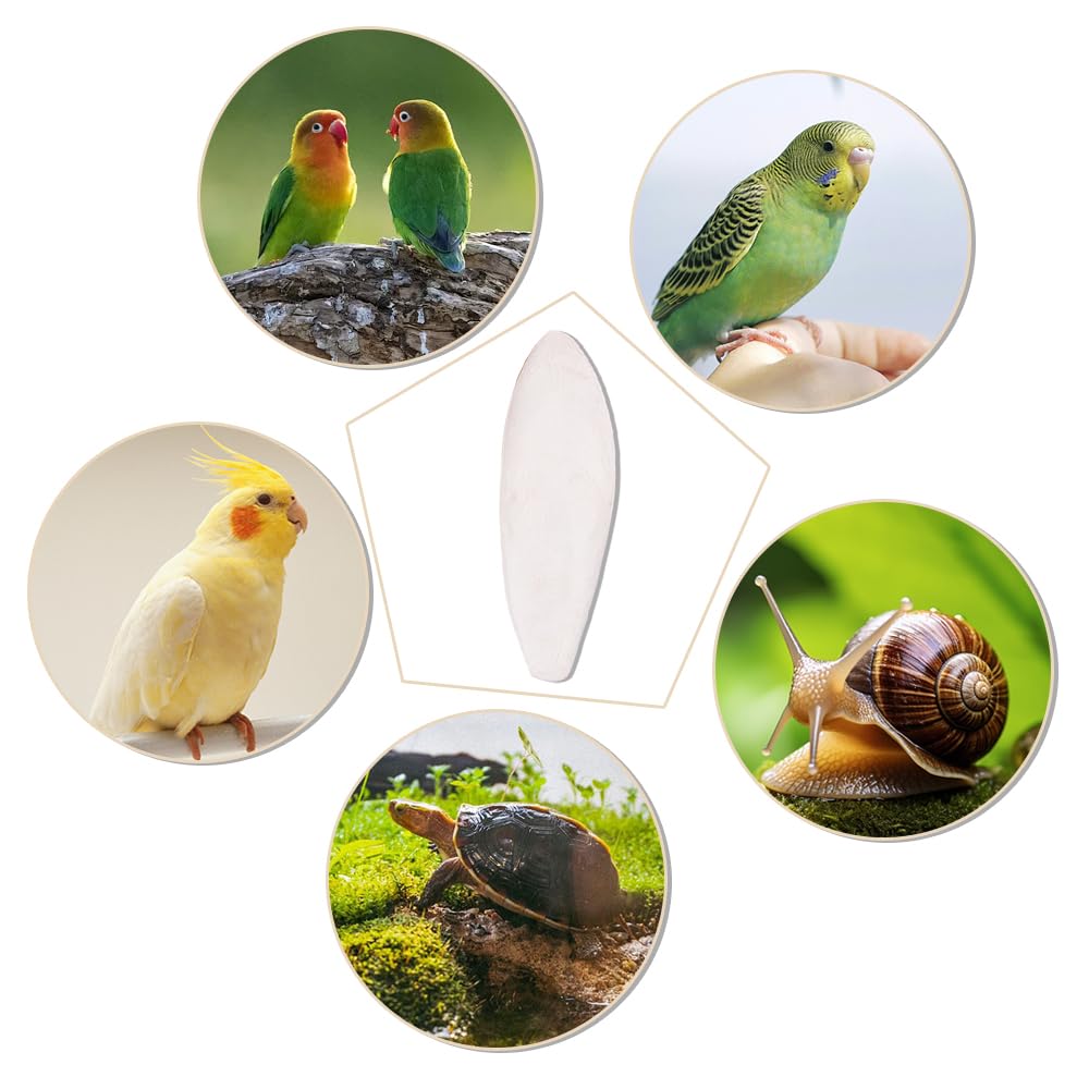 4 Ossi Di Seppia Naturali Per Uccelli - 11-13cm, Ricchi Di Calcio, Per Pappagalli, Canarini, Tartarughe - Foto 7