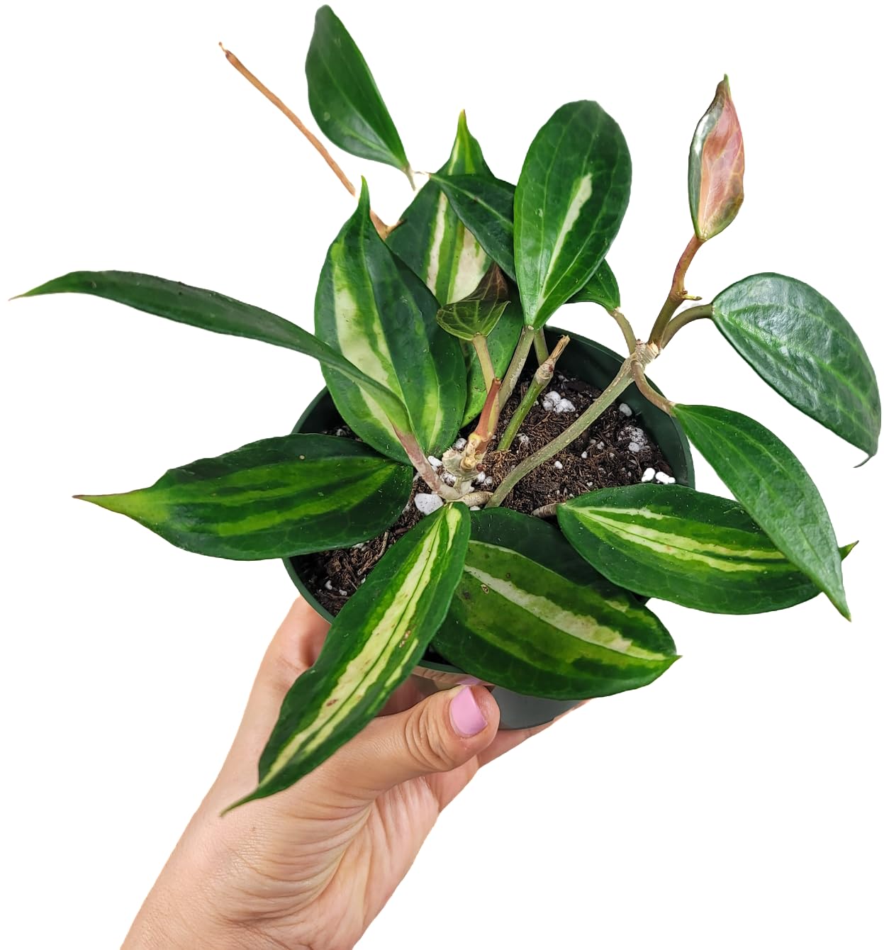 Amazon.com : Hoya Pot of Gold - Inner Variegated Hoya Latifolia
