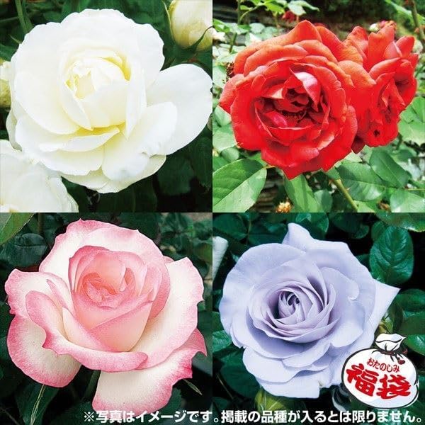 Amazon.co.jp: バラ苗 四季咲バラ新苗福袋（品種見計らい） 3株 / 国
