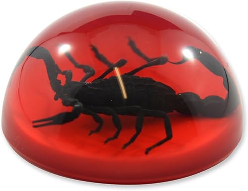 Miniatura 3 de REALBUG Pisapapeles Black Scorpion Dome de 2.5" Rojo