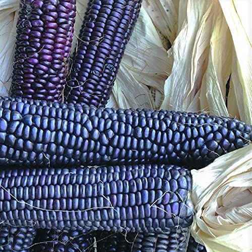 Blue Hopi Corn Seeds - 100 Count Seed Pack - A Royal Blue Colored Heirloom Flint Corn That can be Eaten as Sweet Corn When Picked Young - Country Creek LLC
