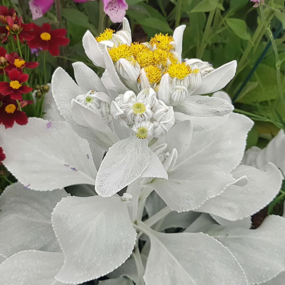 Bedwen Senecio 'Angel Wings' 2L Plant – Giant Silver Velvet Leaves for Sensory Gardens, Pots & Bold Foliage Contrast