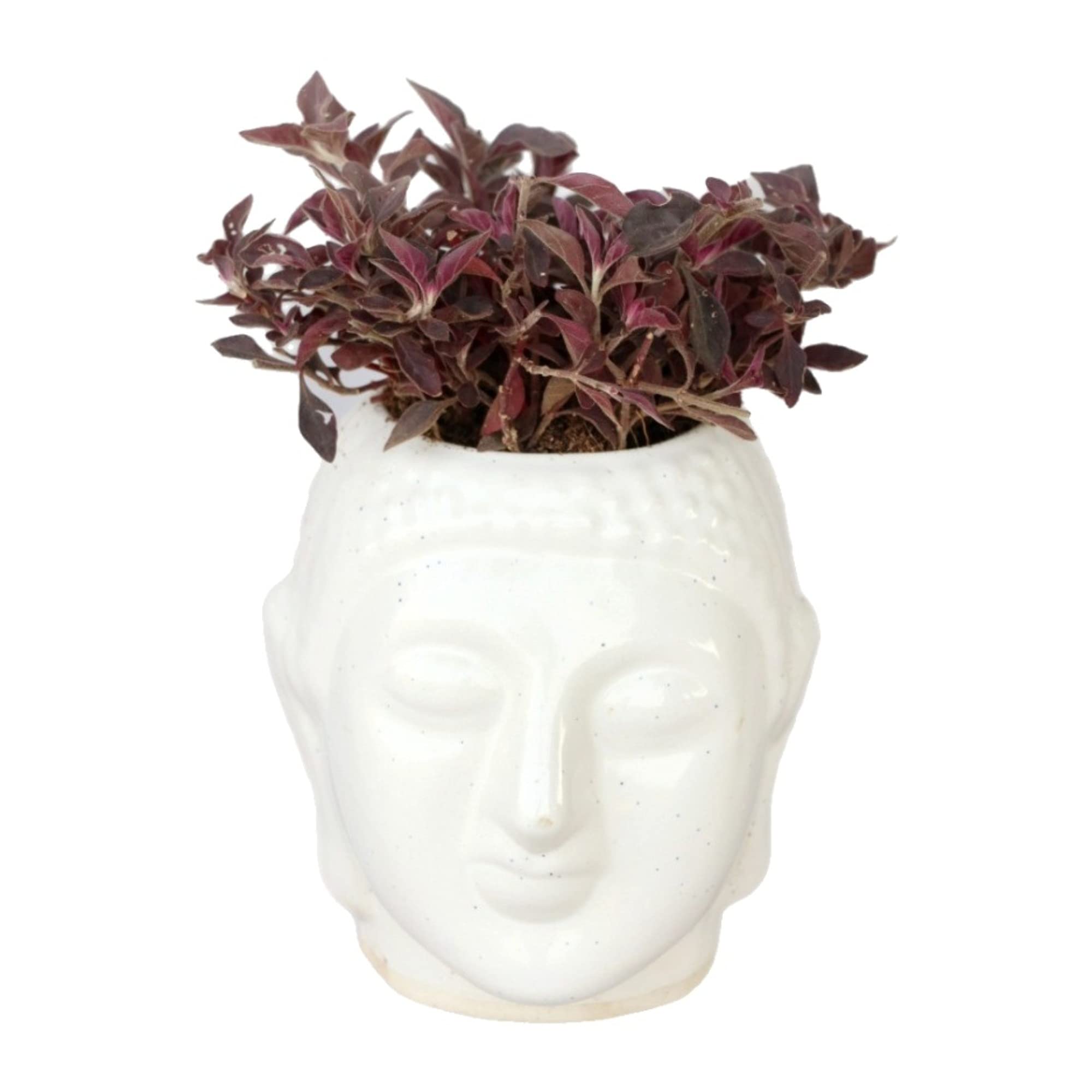 See full amazon price history chart for Greenness Nursery Budha Ceramic Pot 3 INCH | Floral Ceramic Pot for Indoor and Outdoor Plants Greenness Nursery Budha Ceramic Pot 3 INCH | Floral Ceramic Pot for Indoor and Outdoor Plants (B093WHW9LF) Amazon Price History, Amazon Price Tracker