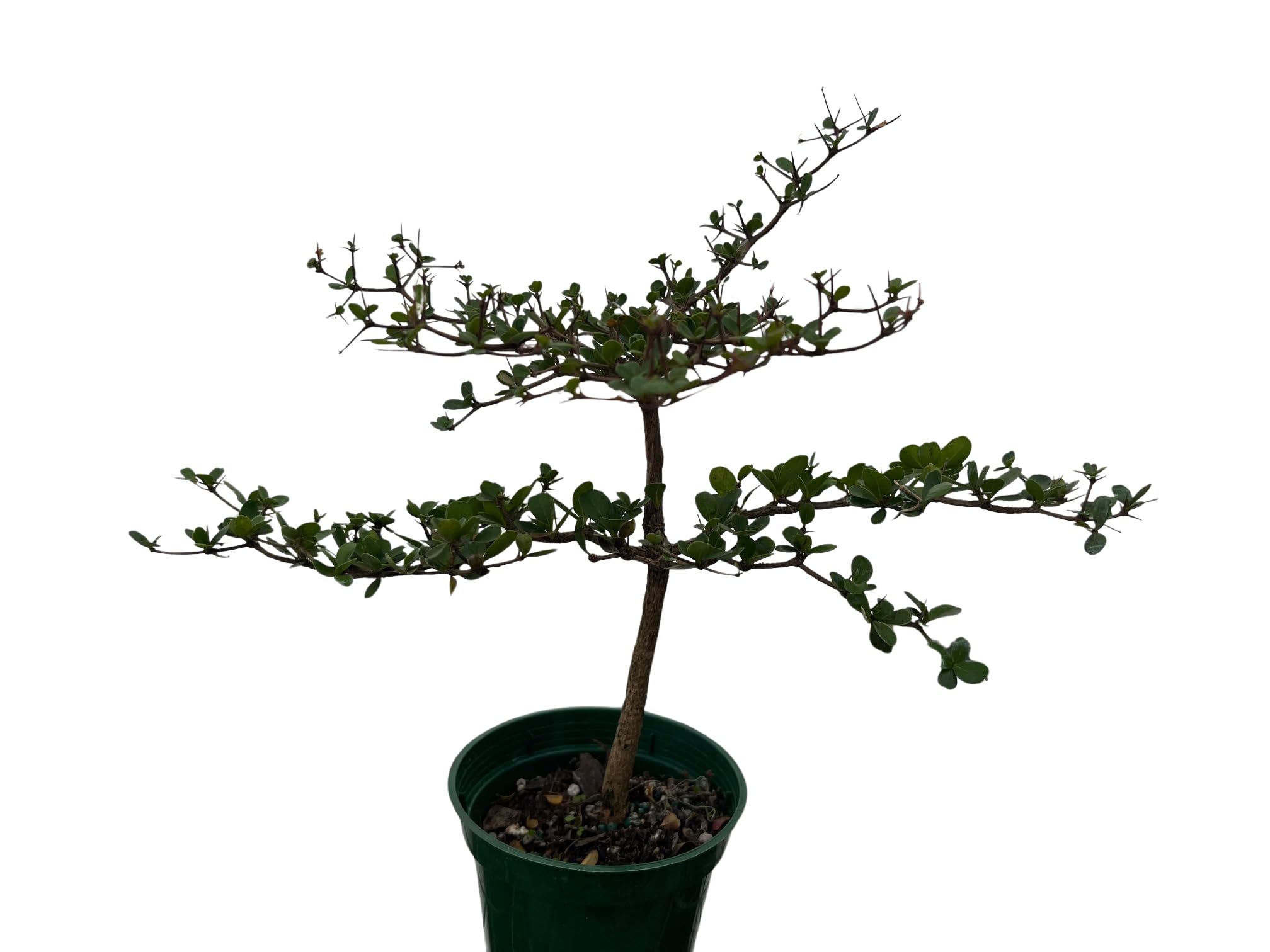 Amazon.com : Dwarf Black Olive Tree - Indoors or Out - 4