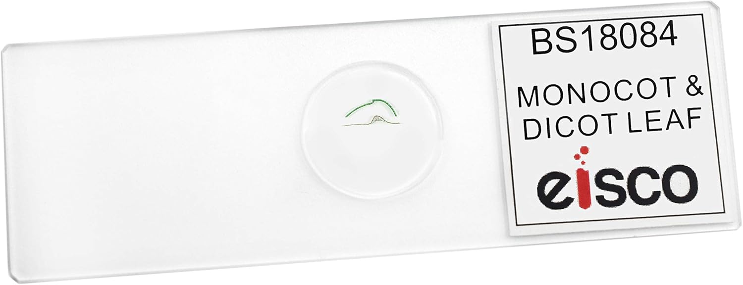 25PK Monocot & Dicot Leaf Composite, Cross Section - Prepared Microscope Slides - Classroom Pack, 25 Slides in Storage Case - Biology & Microscopy - Eisco Labs