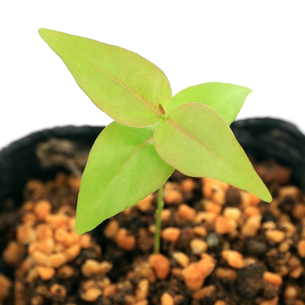 Amazon｜【charm】（観葉植物）ピタンガの苗（スリナムチェリー）3号