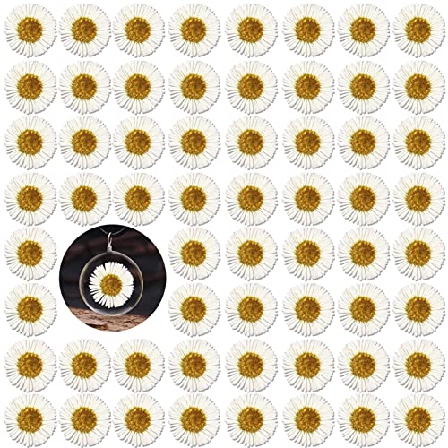 60 flores secas de crisantemo para manualidades miniatura 1