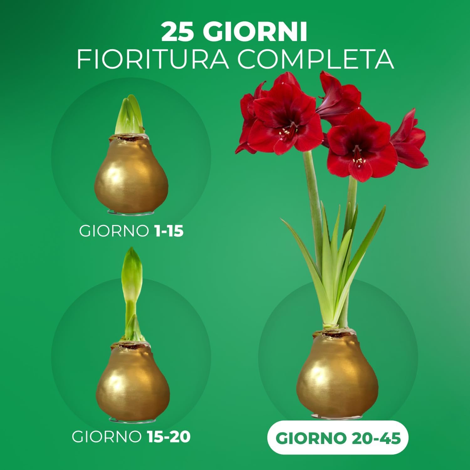 Bulbi di Amaryllis Cera Oro - 2 Bulbi Fiori in Grande Formato 26/28