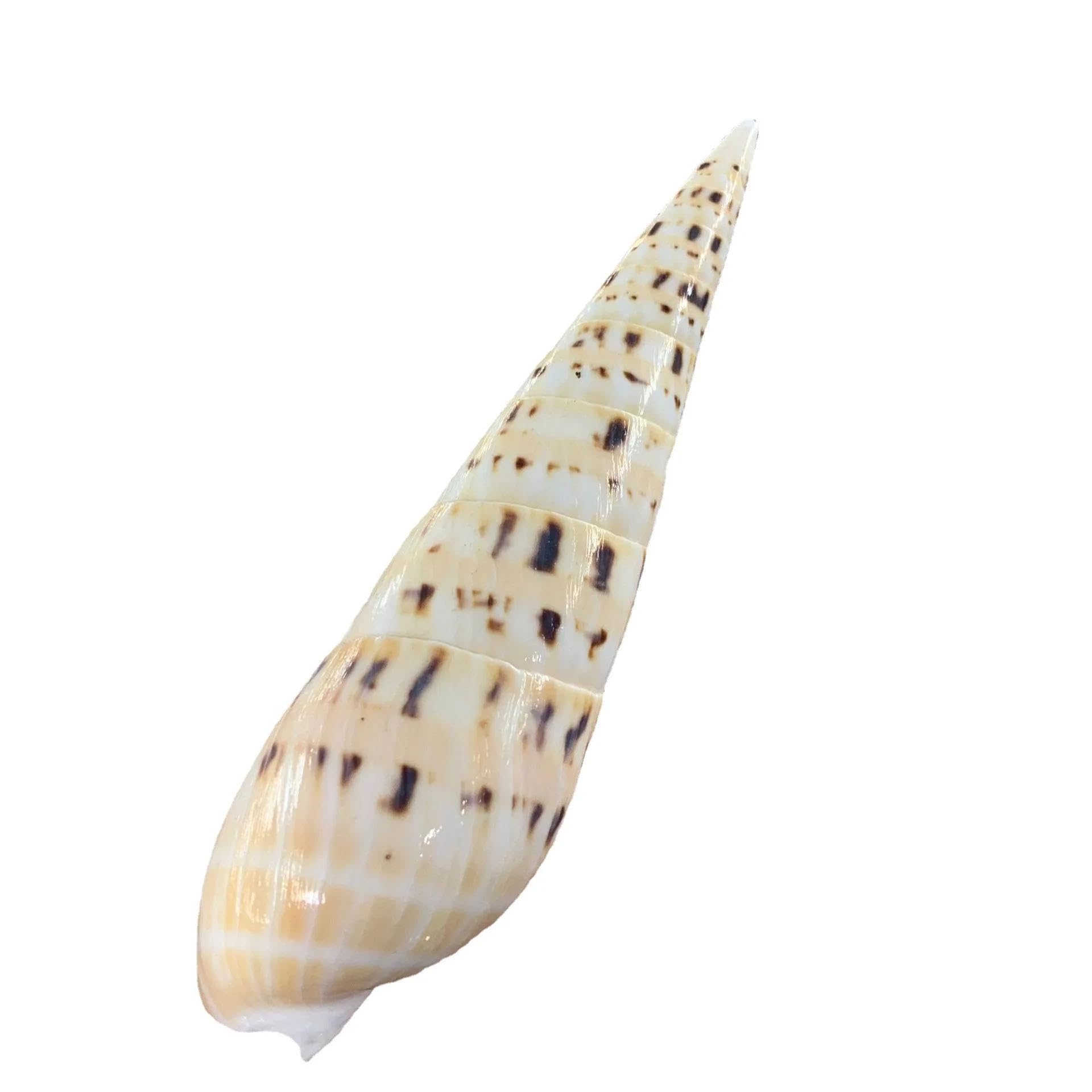 Conchiglie per la decorazione, 1 pezzo 14-16 cm grande marlin picco conchiglia terebra maculata ornamento da spiaggia conchiglie marine naturali per decorazioni per la casa dell'acquario