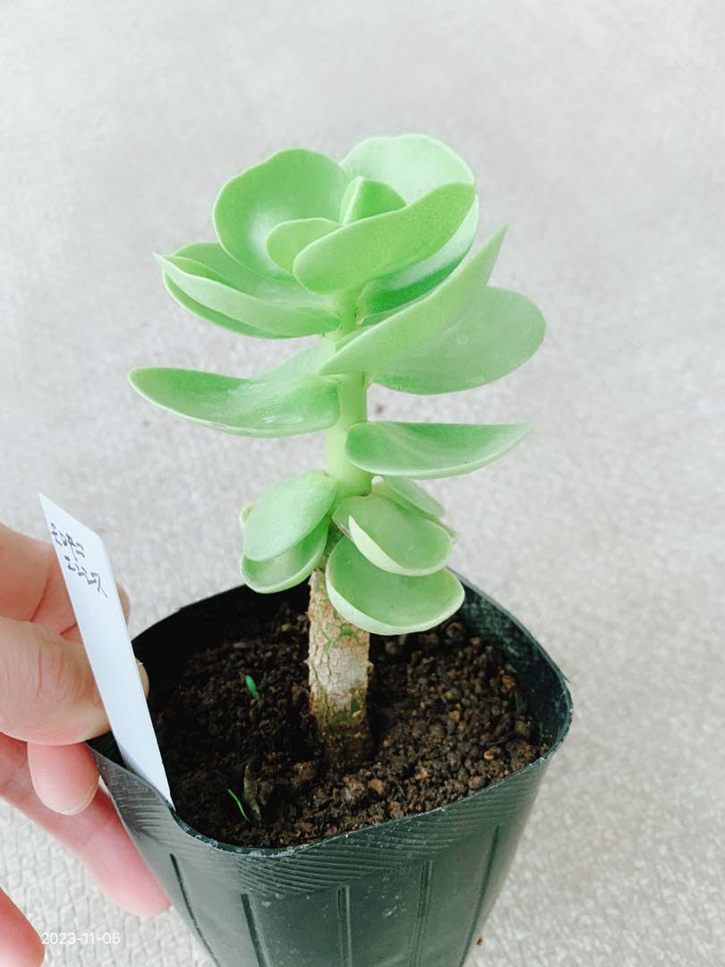 Amazon.co.jp: 人気 多肉植物 多幸樹 モロコエンシス モロキニエンシス